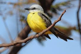 Habitación 20 - Siriri. / Room 20 – Siriri