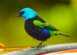 Habitación 21 - Tangará. / Room 21 - Tangará.