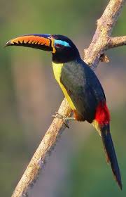 Habitación 23 - Aracari. / Room 23 - Aracari.