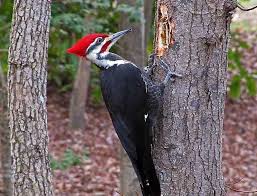 Habitación 9 Carpintero. / Room 9 – Carpintero