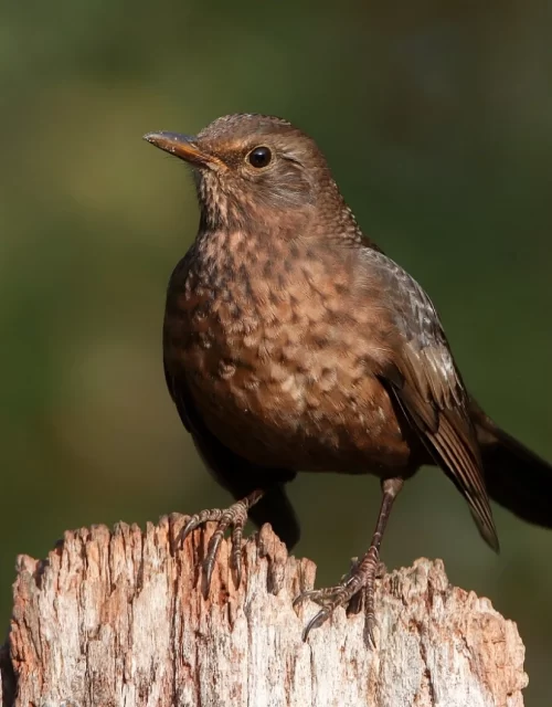 Habitación 27 Mirlo Dorado./ Room 27 - Mirlo Dorado