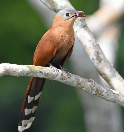 Habitación 11 Cuco Ardilla. / Room 11 – Cuco Ardilla