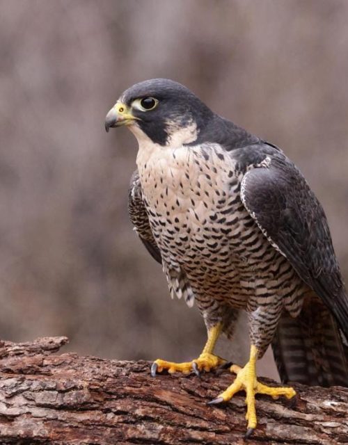 La Habitación 17 - Halcón. / Room 17 – Halcón.