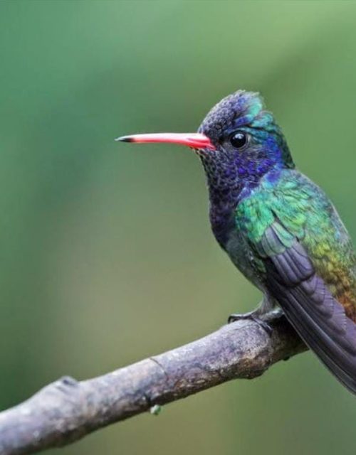 Habitación 24 - Lazulita. / Room 24 - Lazulita.