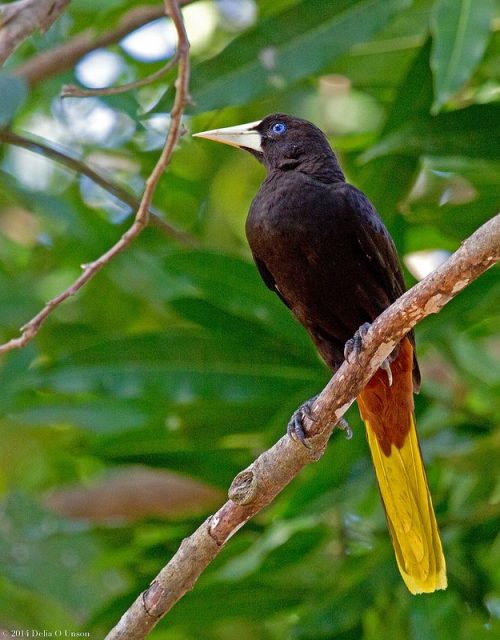 Habitación 25 Oropendola. / Room 25 Oropendola
