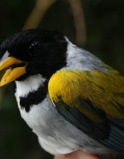 Arremon ali dorado / Golden-winged Sparrow