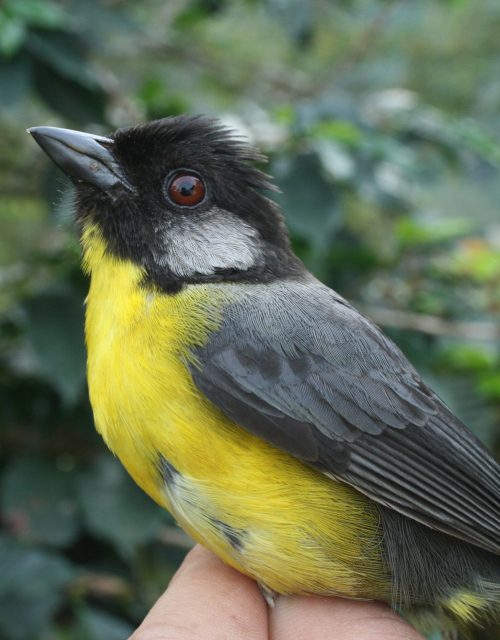 Gorrión montés de Santa Marta / Santa Marta mountain sparrow