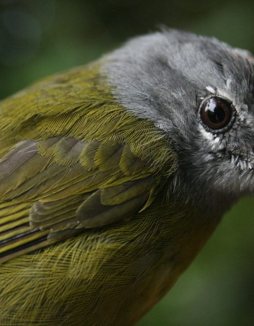 Reinita carilunca / White-lored Warbler