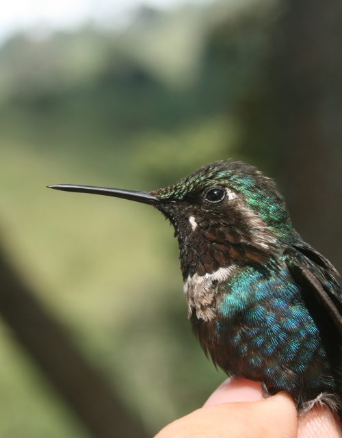 Colibrí de Astreans / Astreans Hummingbird