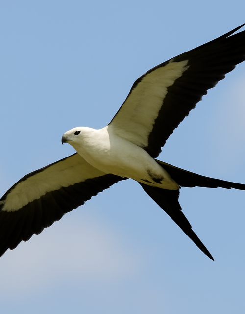 Milano tijereta / Scissor-tailed kite