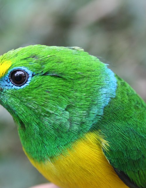 Nuquiazul / Blue-naped Chlorophonia