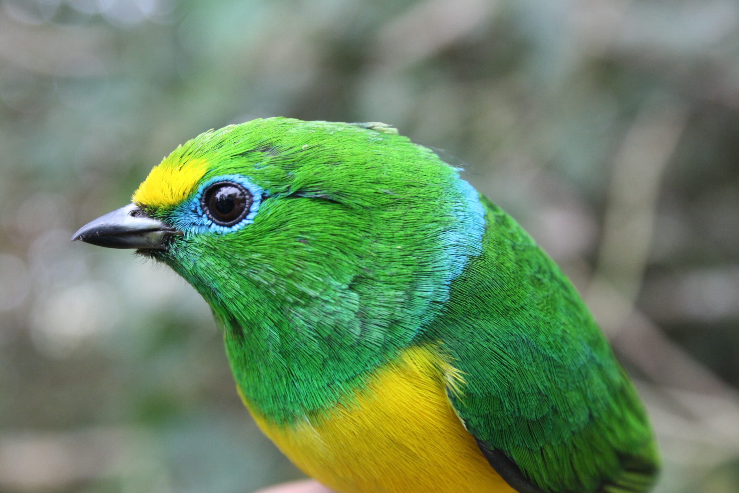Nuquiazul / Blue-naped Chlorophonia