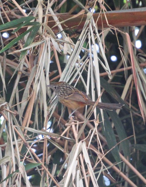 Hormiguerito de Hellmayr / Hellmayr's Anthill