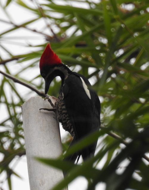 Carpintero lineado / Linear carpenter