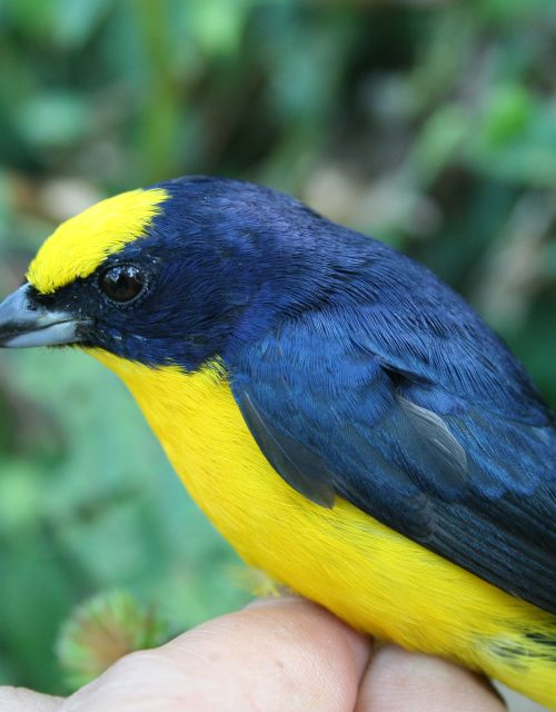 Eufonia piquigruesa / Thick-billed Euphonia