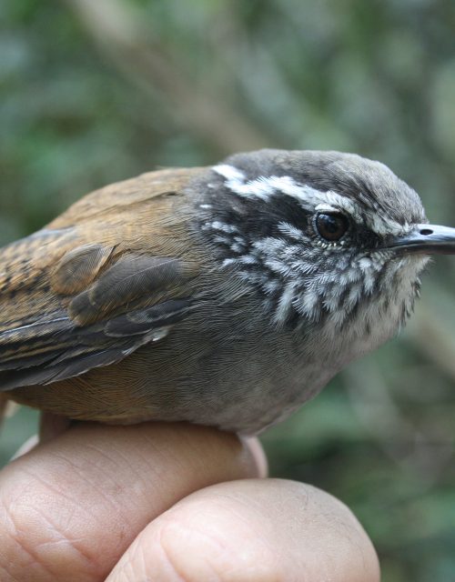 Cucarachero común / Common Wren