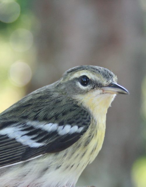 Reinita trepadora o rojiza / Rufous or Rufous Warbler