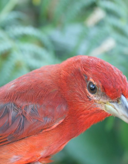 Piranga rubra / Red tanager
