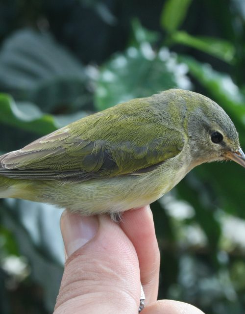 Reinita peregrina / Peregrine warbler