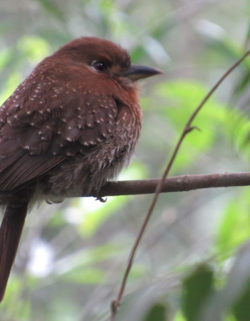 Buco bigotudo / Big-mustached buco