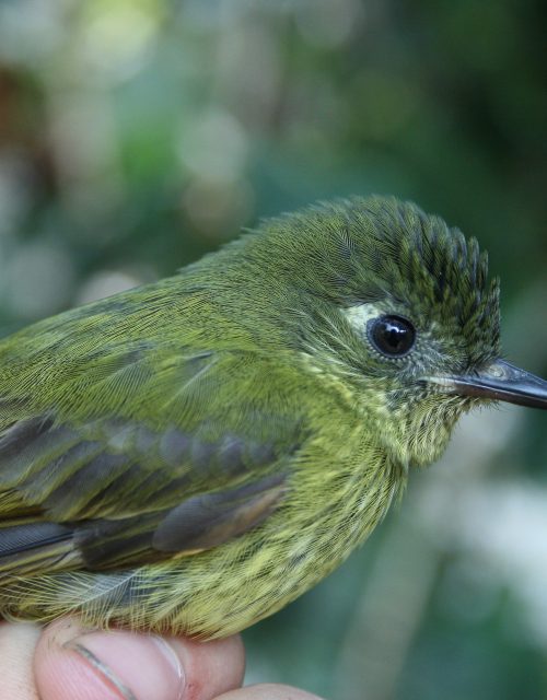 Mionectes oliváceo / Mionectes olivaceus