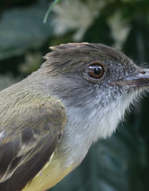 Copetón sepia / Sepia crested