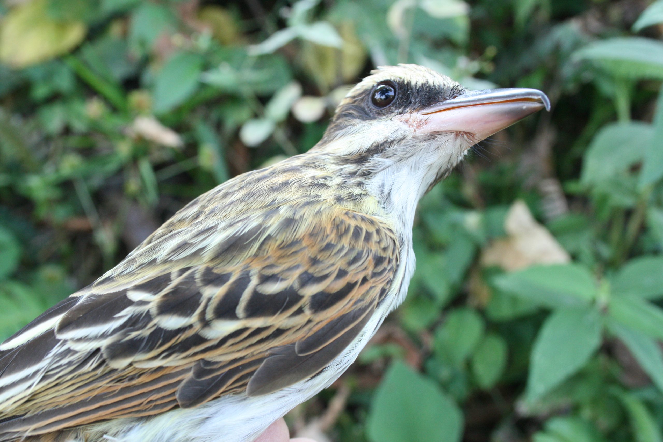 Tirano maculado / Spotted Tyrant