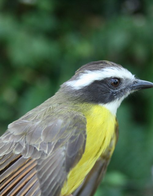 Gritón tropical / Tropical screamer