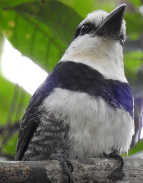 Bucón piquilargo / Long-billed wren