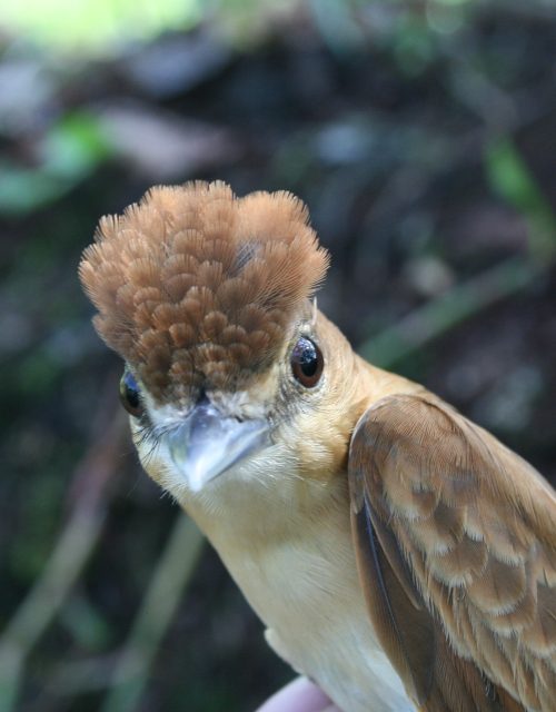 Mosquero rojizo / Reddish flycatcher