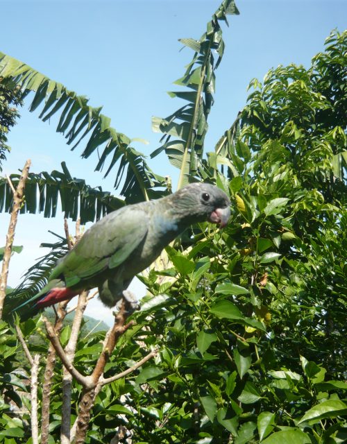 Loro harinoso / Mealy parrot