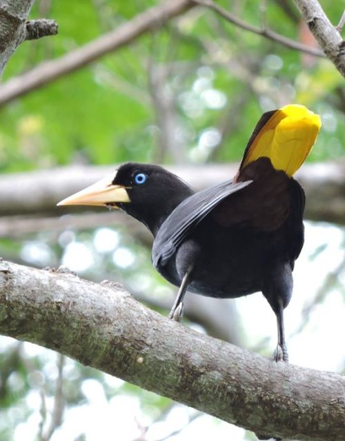 Oropéndola crestada / Crested oriole