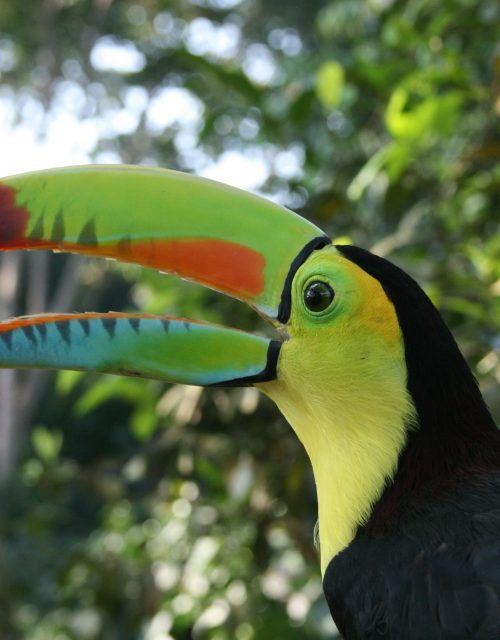 Tucán pico iris / Iris-billed toucan