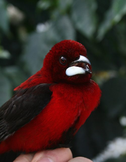 Tangara rojinegra / Red and black tanager