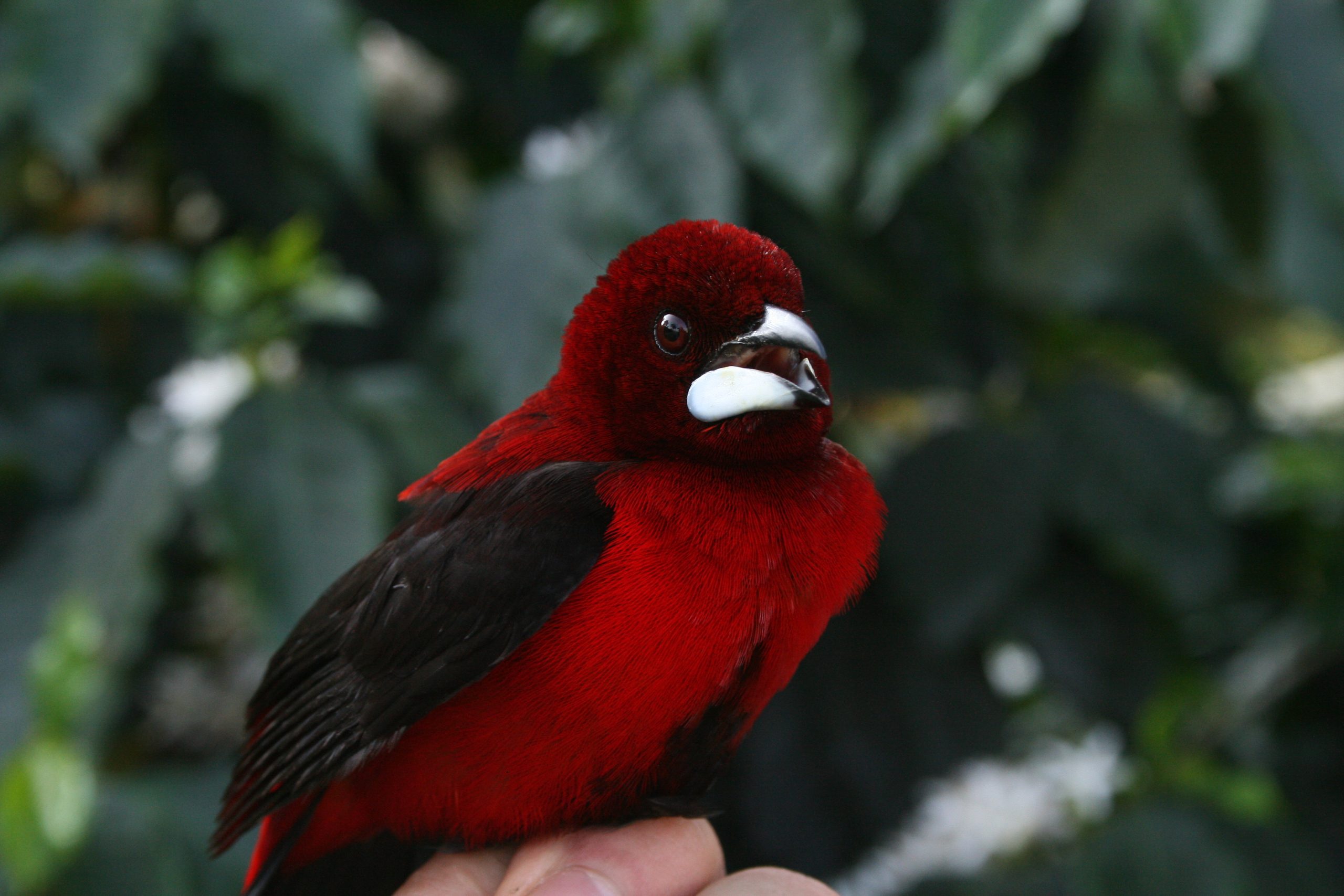 Tangara rojinegra / Red and black tanager
