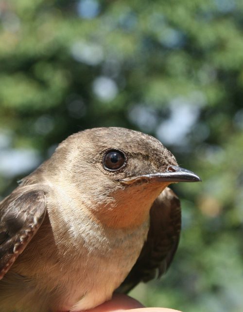 Golondrina acollarada / Collared Swallow
