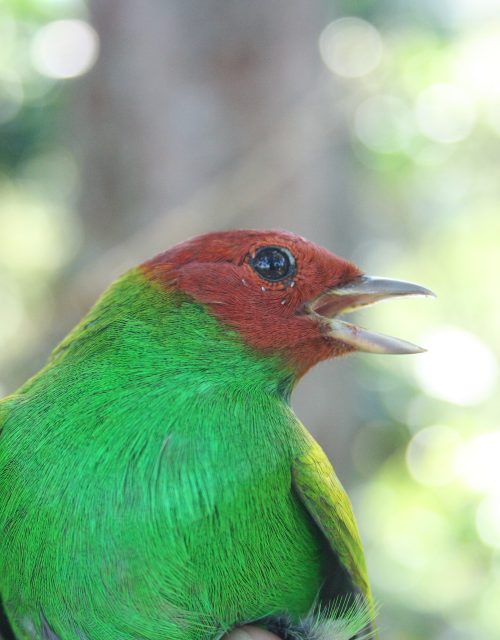 Tangara de collar rojo / Red collared tanga