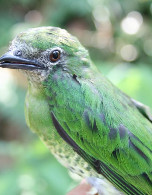 Tangara verde / Green tanager