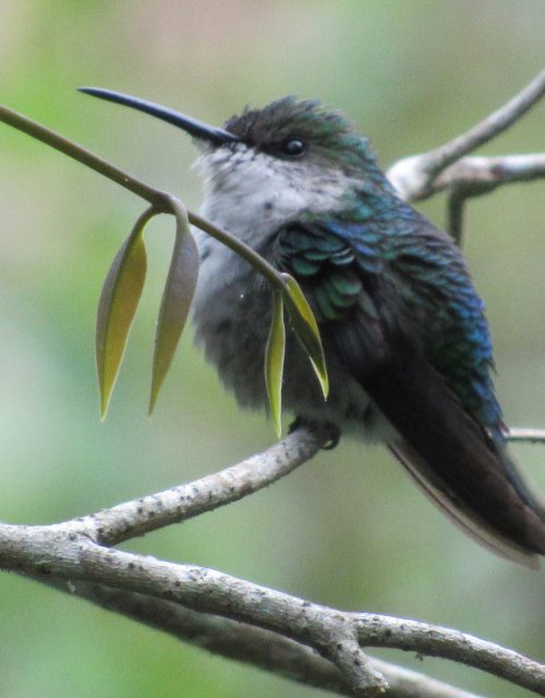 Ninfa coroniazul / Blue-crowned nymph