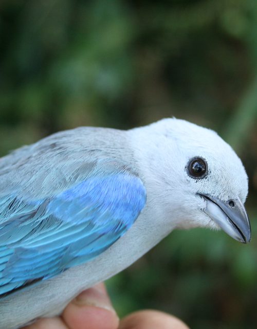 Azulejo común / Common bluebird