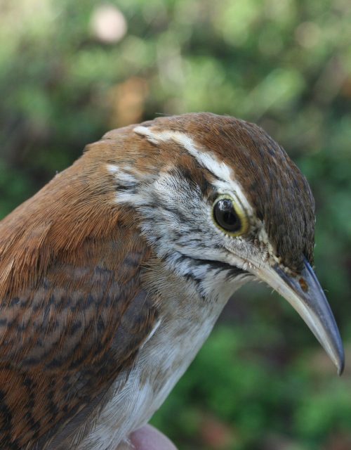 Cucarachero pechirrufo / Rufous-breasted wren